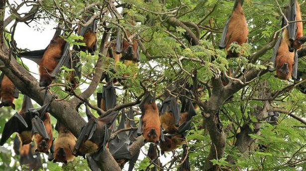 Batting for fruit bats, Sampatti residents say no to firecrackers