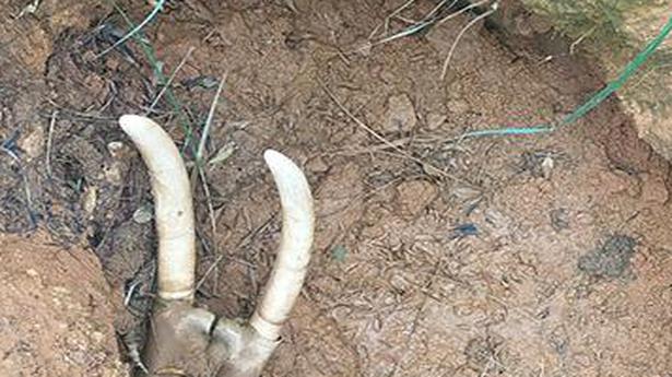 Forest Department discovers remains of tusker in mine