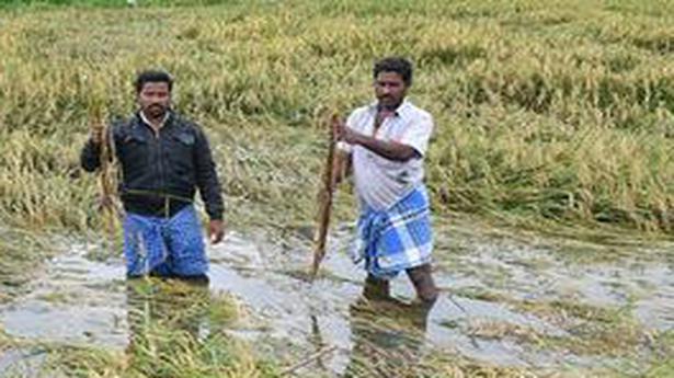 Nearly 2,000 hectares of paddy fields submerged in Ranipet
