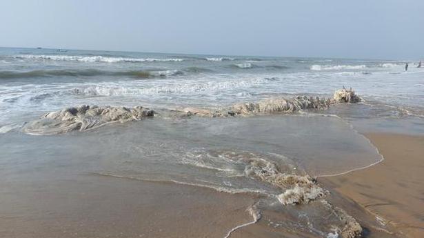 Carcass of adult whale washes ashore off Ekkiyarkuppam coast
