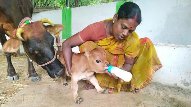 Dwarf calf draws crowds in Nallamputhur in Cuddalore district of Tamil Nadu