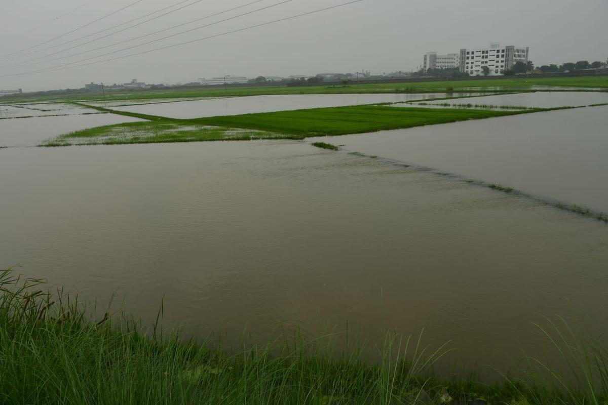 A view of the paddy filed submerged due to the rain in Manikandam in Tiruchi on November 9, 2021.