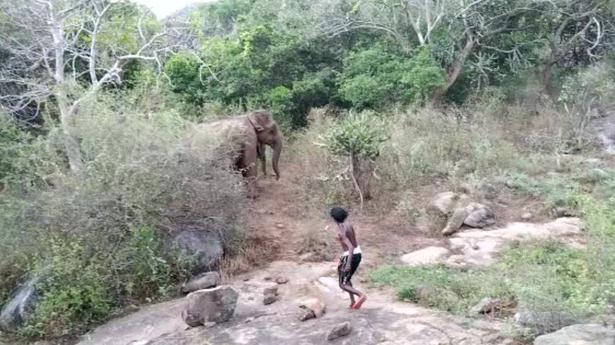 Videos of brutal assault on elephants in ATR surface, Forest Dept on the lookout for tribal youths