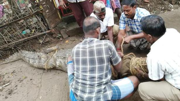 Crocodile that strayed into village, rescued, near Chidambaram