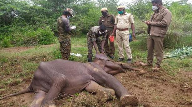 Rescued juvenile elephant falls sick near Coimbatore