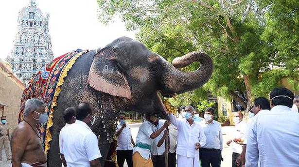 HR&CE Dept. brings out SOP for care of temple elephants