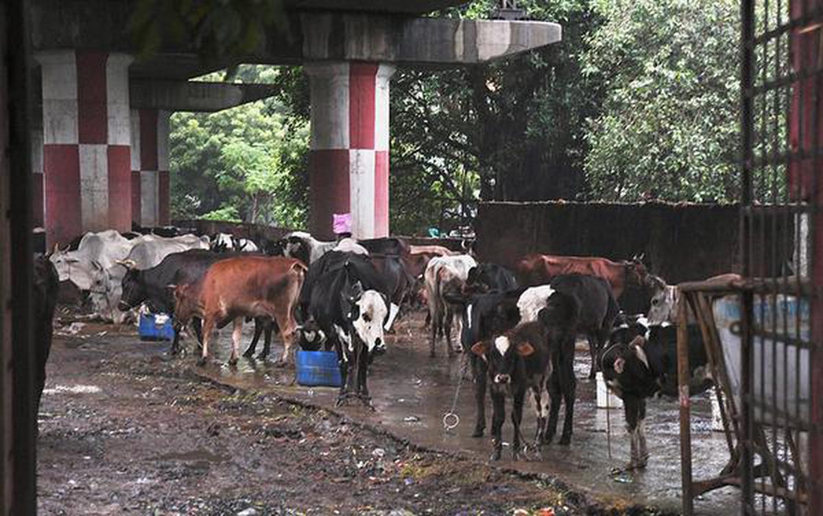 Note: Cows are being sheltered under MRTS station in Triplicane on Monday.  SR Raghunathan
