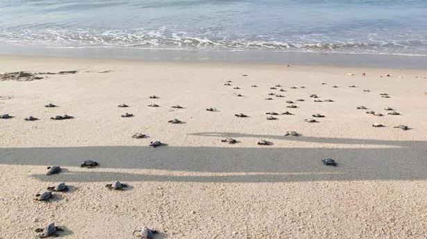 Mandapam wildlife range sets the highest record in turtle egg collection this year