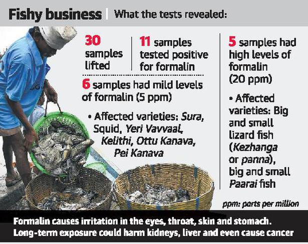 Fish samples in Chennai test positive for formalin
