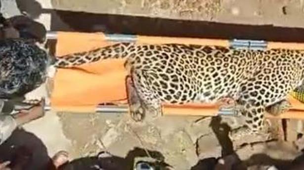 Leopard attacks family in Vellore district, forest officers capture and tranquillise it