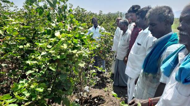 New cotton variety enhances productivity