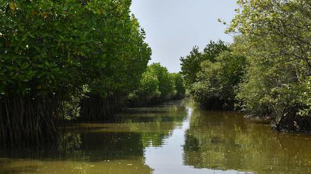 Genome of salt-secreting mangrove species identified