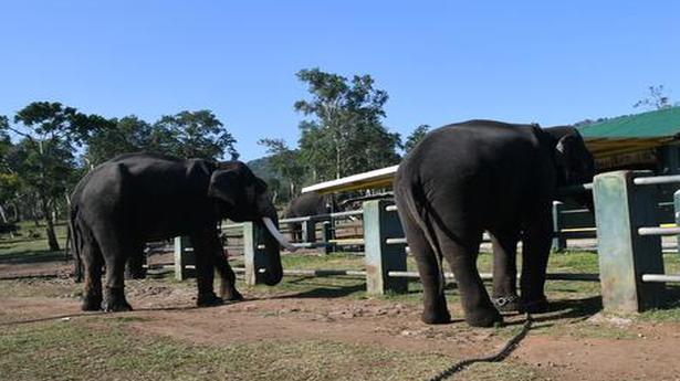‘Crowded’ Theppakadu camp raises questions on protocols to capture wild elephants
