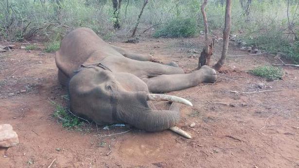 Expert committees on elephants in Tamil Nadu remain on paper