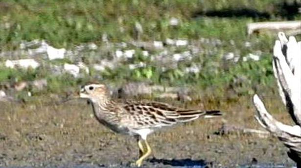 Pectoral sandpiper, which breeds in North America and Asia, spotted in T.N.