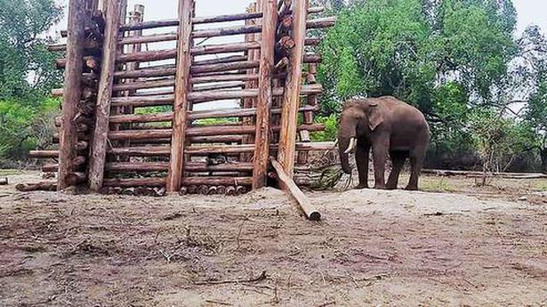 Elephant Rivaldo to be released back into the wild