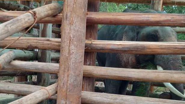 TN to develop standard operating procedure for capture and release of wild elephants