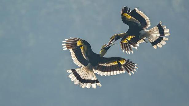 A photograph of great hornbills engaged in mid-air duel wins award