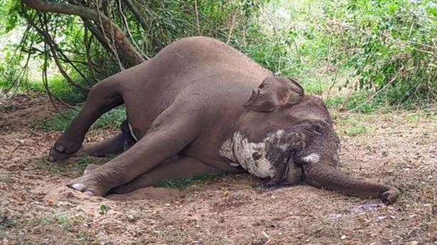 Wild elephant dies of anthrax