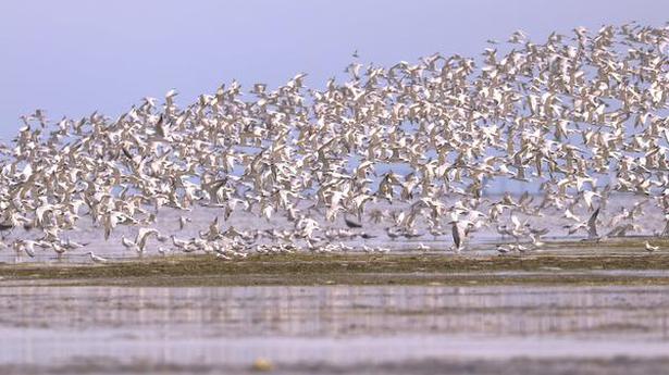 Arctic Terns arrive in the thousands to Gulf of Mannar Marine National Park