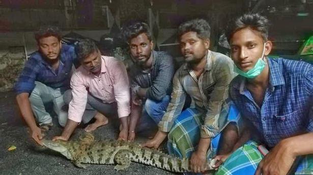 Crocodile caught in residential area near Chidambaram