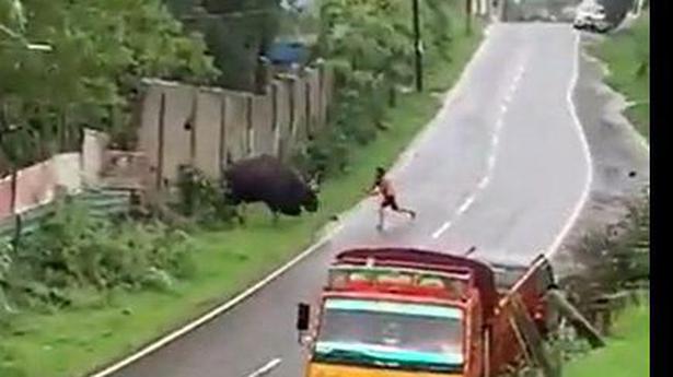 Man caught on camera attacking Indian gaur in Nilgiris district
