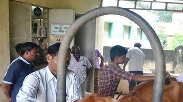 Cattle in Vellore, nearby districts face rain-related ailments