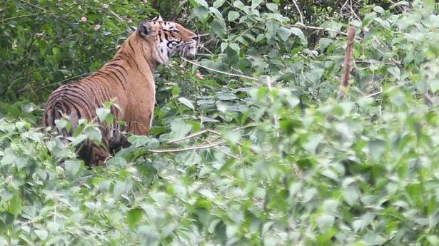 Two tiger reserves in Tamil Nadu earn a global status in conservation