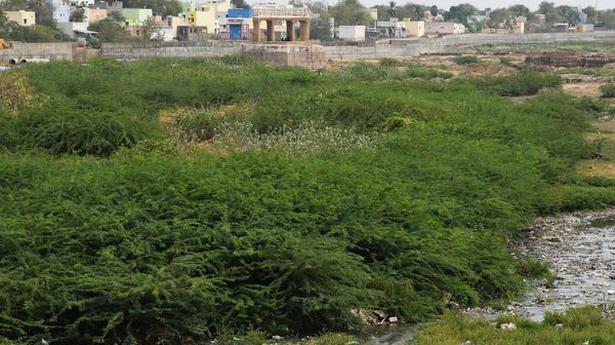 TN planning a scheme to remove karuvelam trees along water bodies
