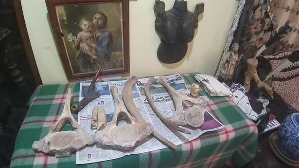 Illegal ivory trade kingpin arrested in Kotagiri