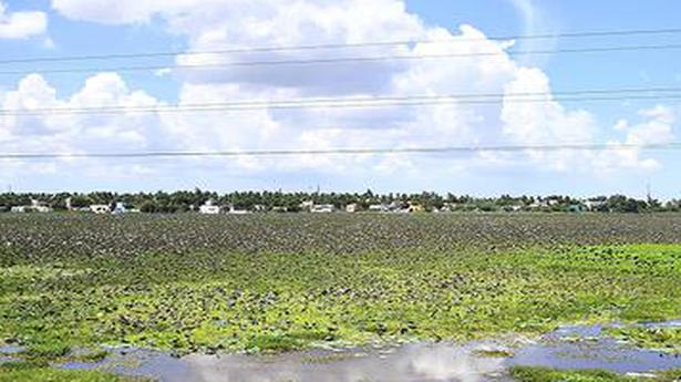 Lakes along Outer Ring Road in Chennai get a new lease of life