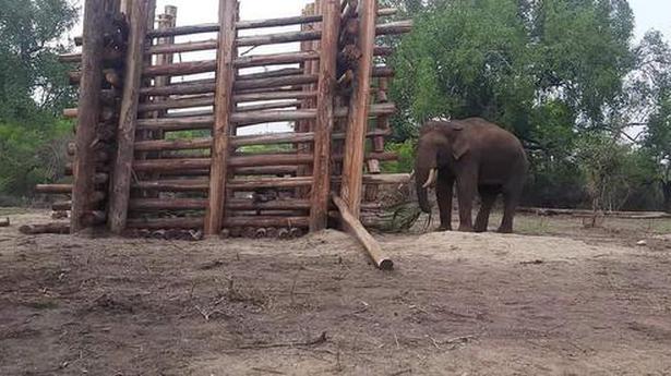 It’s a goal for Forest Department in Tamil Nadu as it nets wild elephant Rivaldo