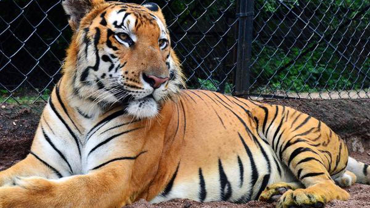 Royal Bengal tiger at Nehru Zoo dies - The Hindu