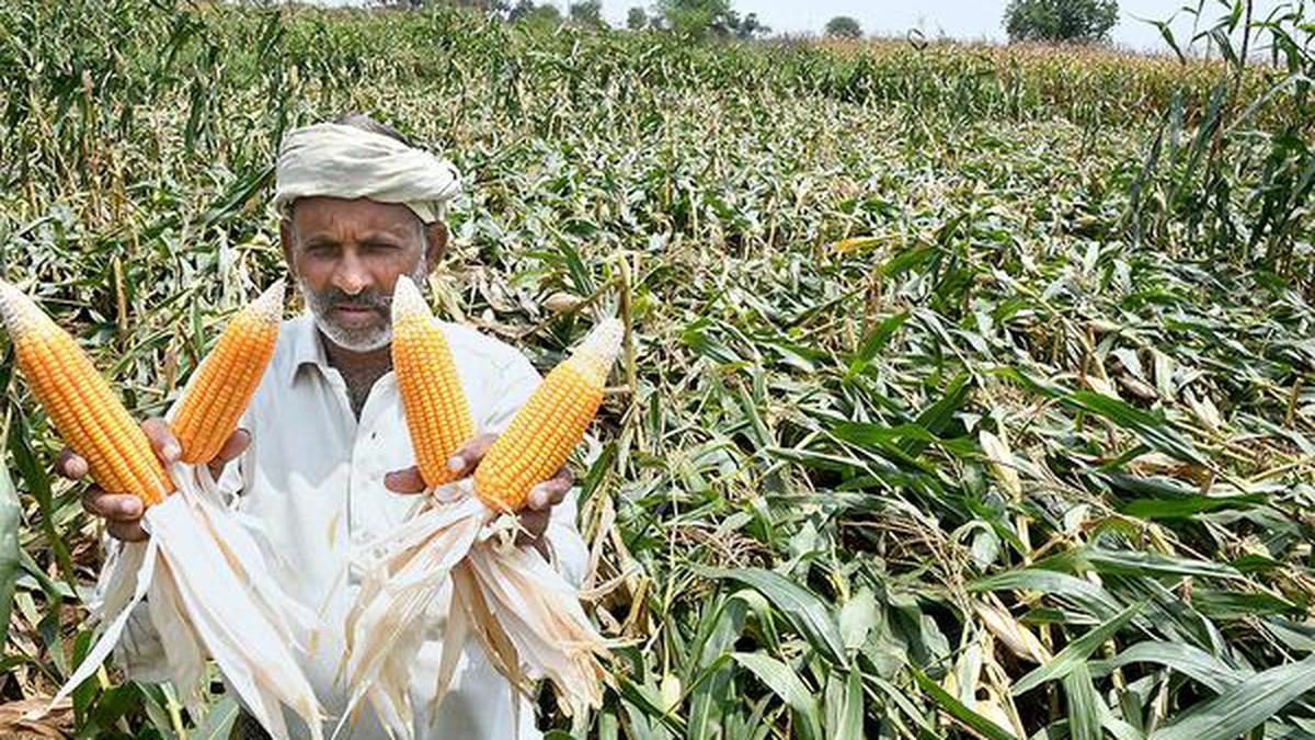 Corn Farmers Request Govt To Buy Their Crop