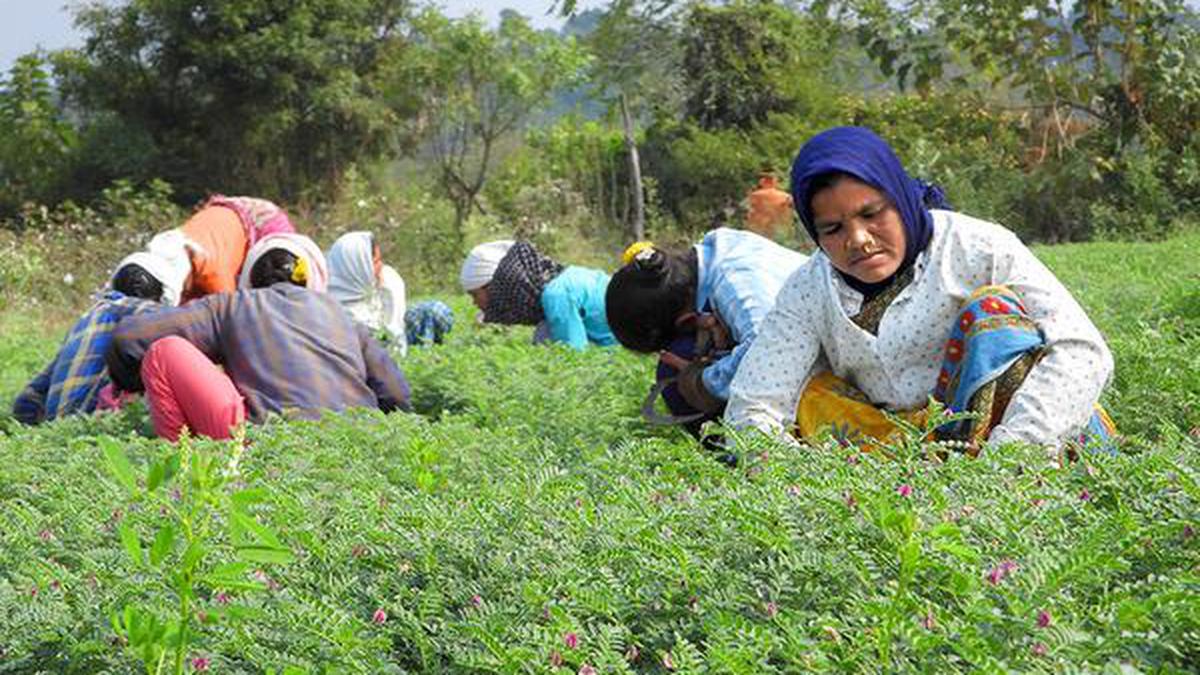 Adilabad cotton farmers find bengal gram cultivation rewarding - The Hindu