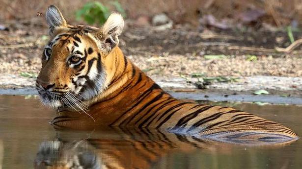 Awareness on tiger movement to be taken up in villages - The Hindu