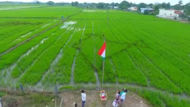 Farmer creates map with rice saplings