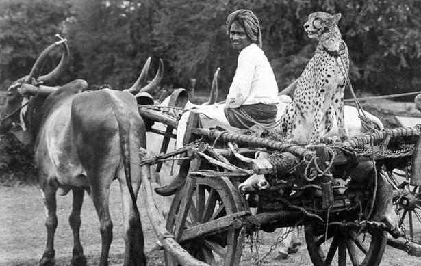 Captive cheetahs were used to hunt other animals in the princely states including the Nizam's Dominions. Archival Image