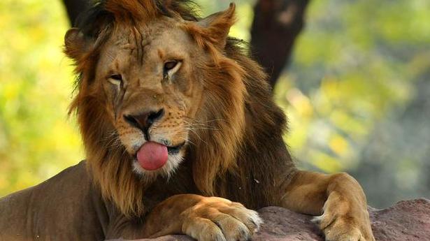 Eight Asiatic lions test positive, first in India