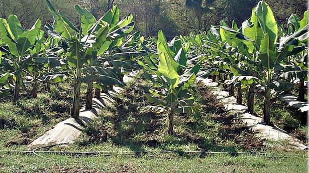 Horticulture to promote indigenous varieties