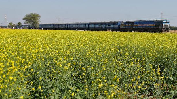 Monsoon lull may force oilseed farmers to shift to cotton, maize: CRISIL