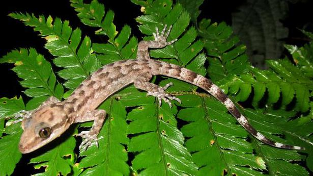 Gecko named after Mizo chieftain who fought British 150 years ago