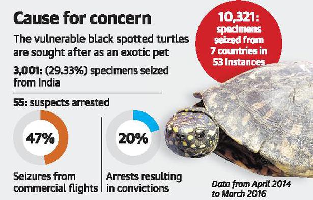 India sees highest seizure of black spotted turtles