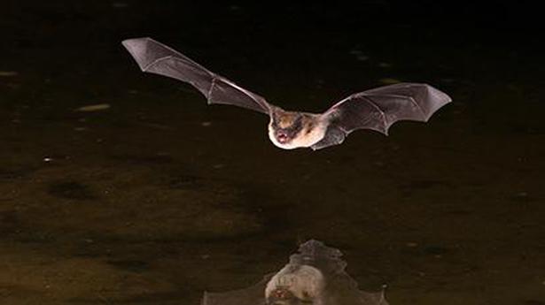 Nagaland bat study: Scientific research work must follow protocol, says Health Ministry