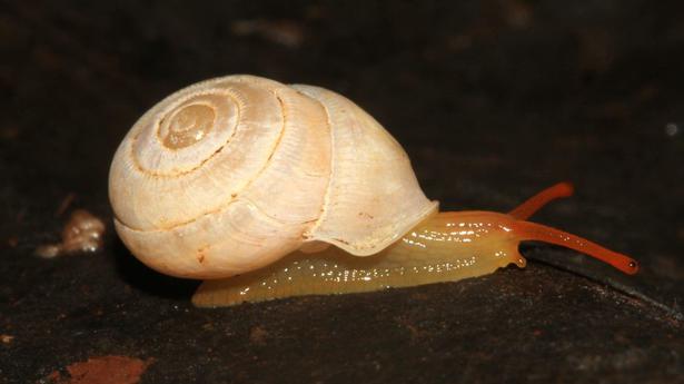 Le plus récent escargot enregistré en Inde nommé d’après les Ghâts occidentaux