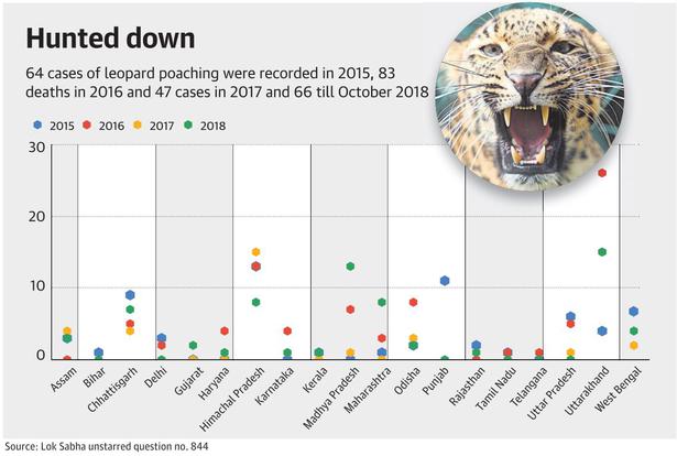 '260 leopards poached since 2015’
