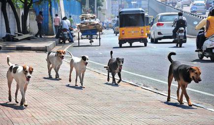 the dogs in the street