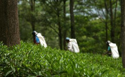 A Bitter Brew For Sri Lanka S Tea Estate Workers Fair Wage Is Still Elusive The Hindu