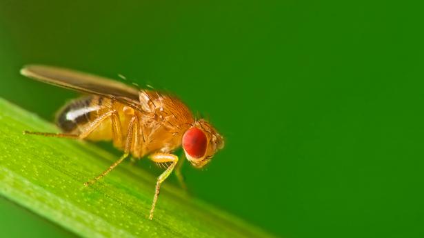 Evolution can happen at shorter timescales, a fruit fly study shows