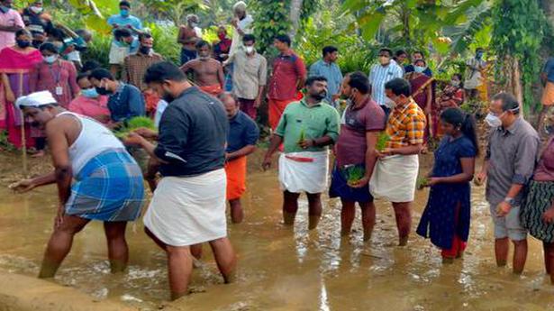A panchayat in Thiruvananthapuram revives paddy cultivation after two decades